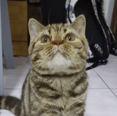 Fluffy