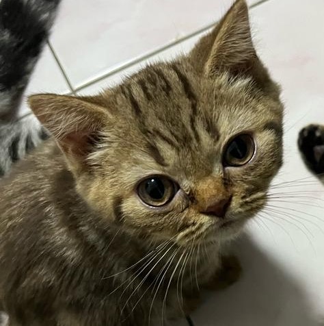 Mochi